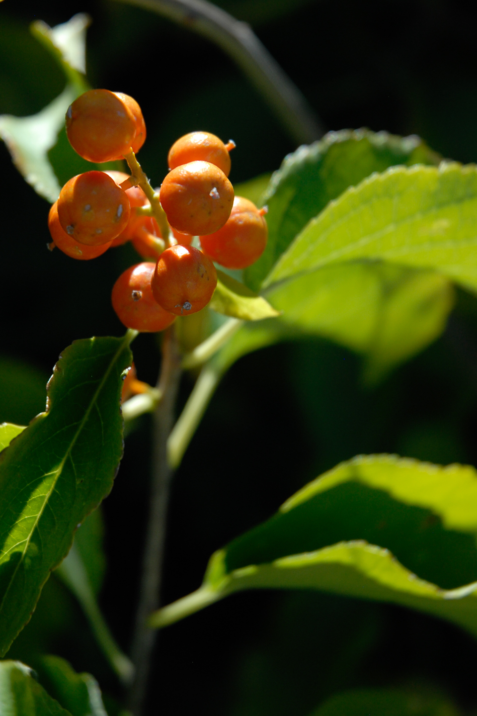 American Bittersweet